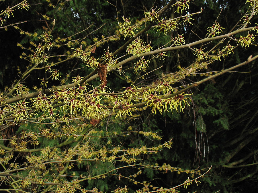 Image of Hamamelis japonica specimen.