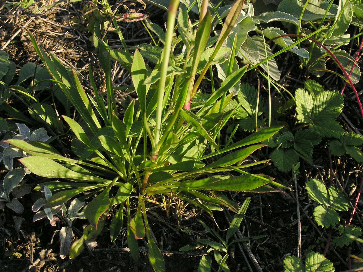 Изображение особи Silene chlorantha.