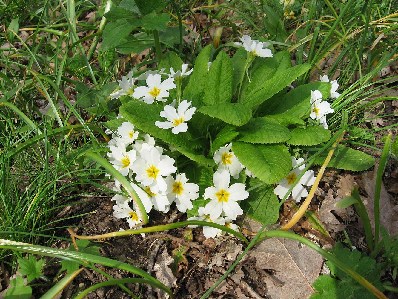 Image of Primula vulgaris specimen.