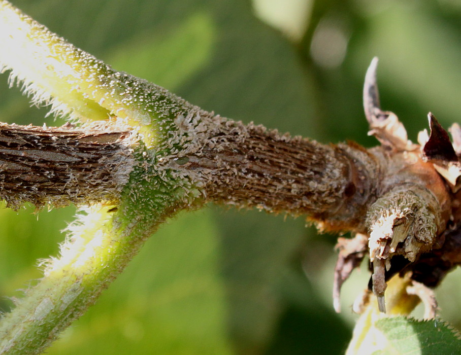 Image of Hydrangea aspera ssp. sargentiana specimen.