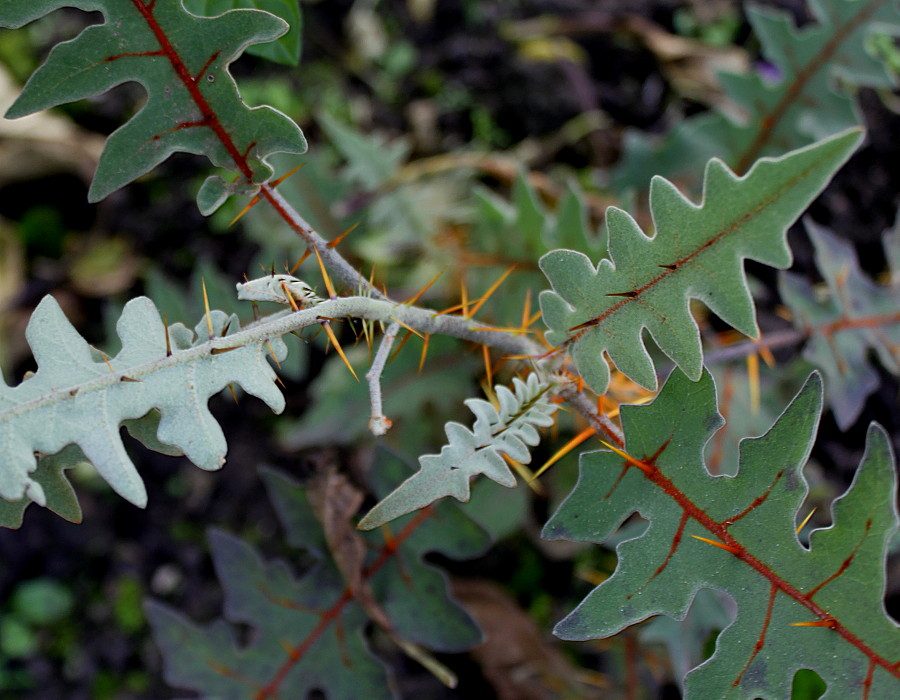 Изображение особи Solanum pyracanthum.