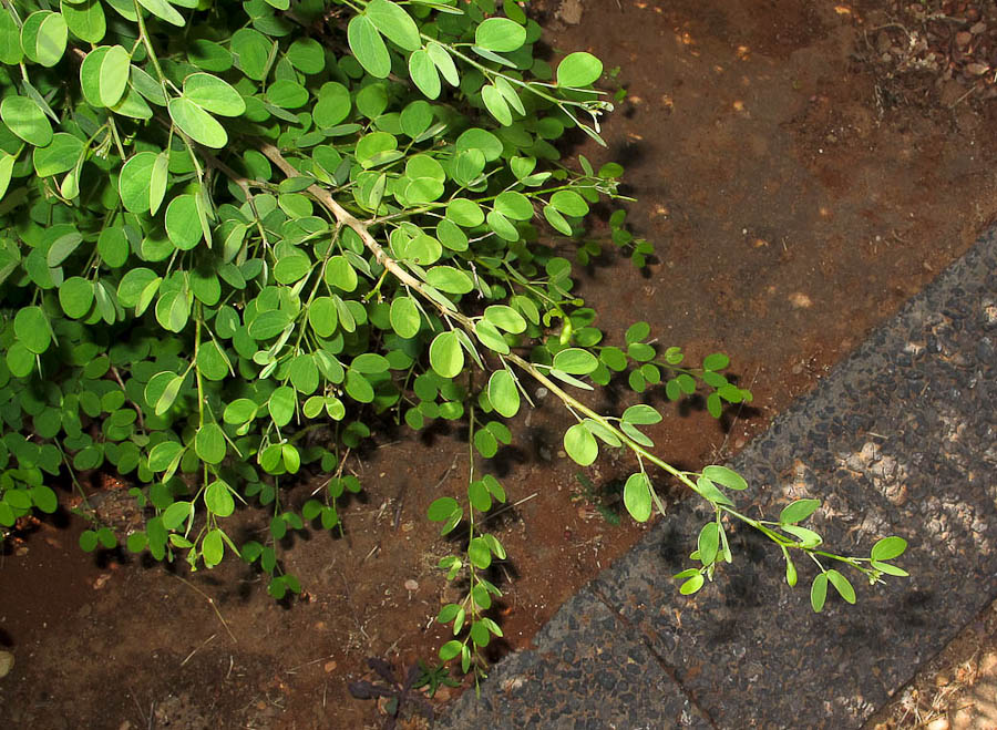 Image of Bauhinia tomentosa specimen.