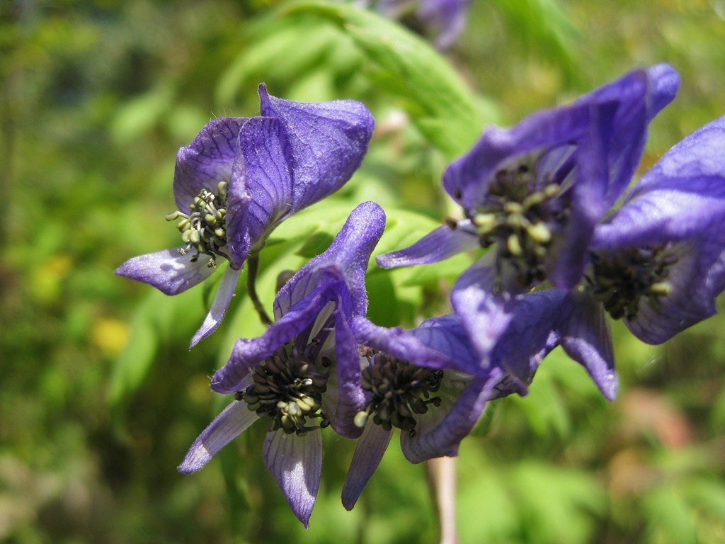 Изображение особи Aconitum woroschilovii.