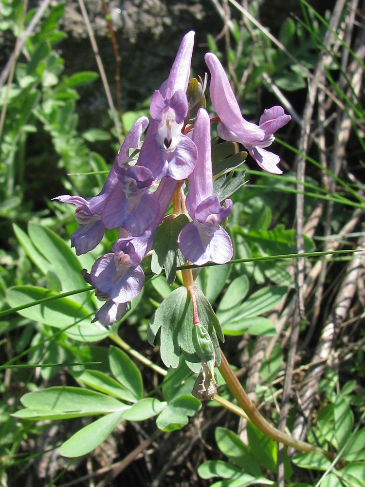 Image of Corydalis solida specimen.