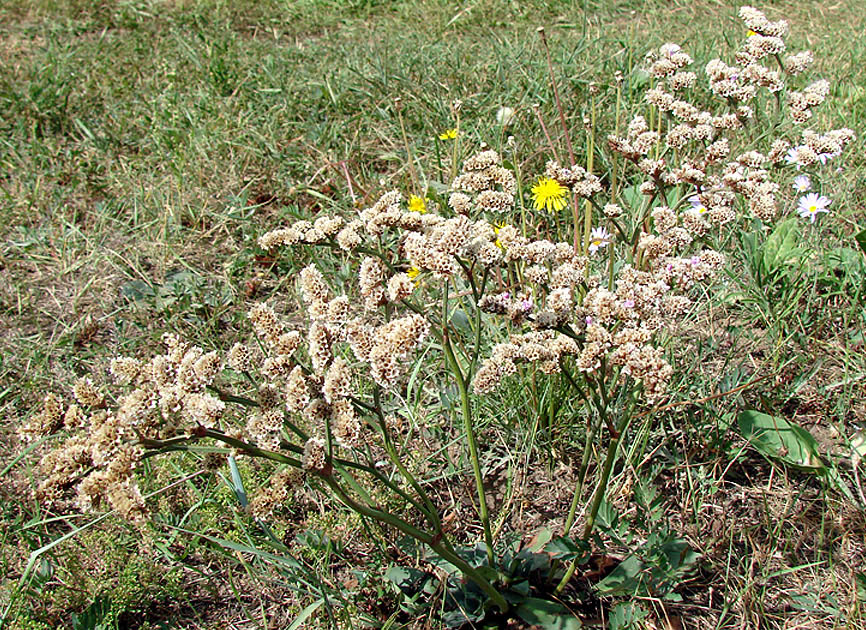 Изображение особи Goniolimon speciosum.