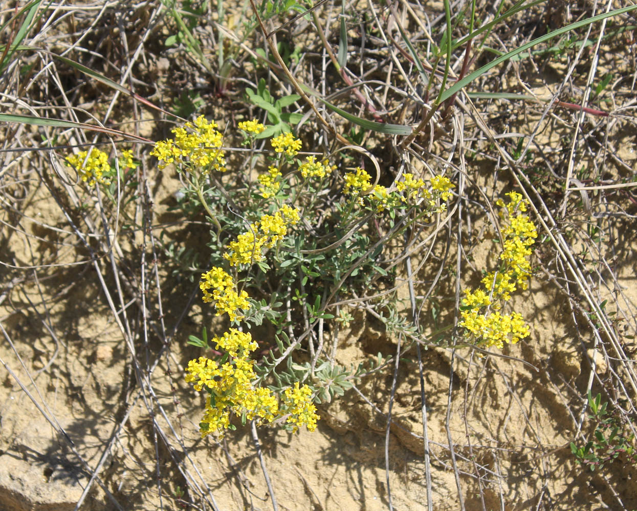 Image of Odontarrhena tortuosa specimen.