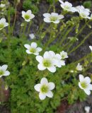 Saxifraga &times; arendsii