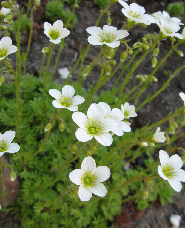 Изображение особи Saxifraga &times; arendsii.