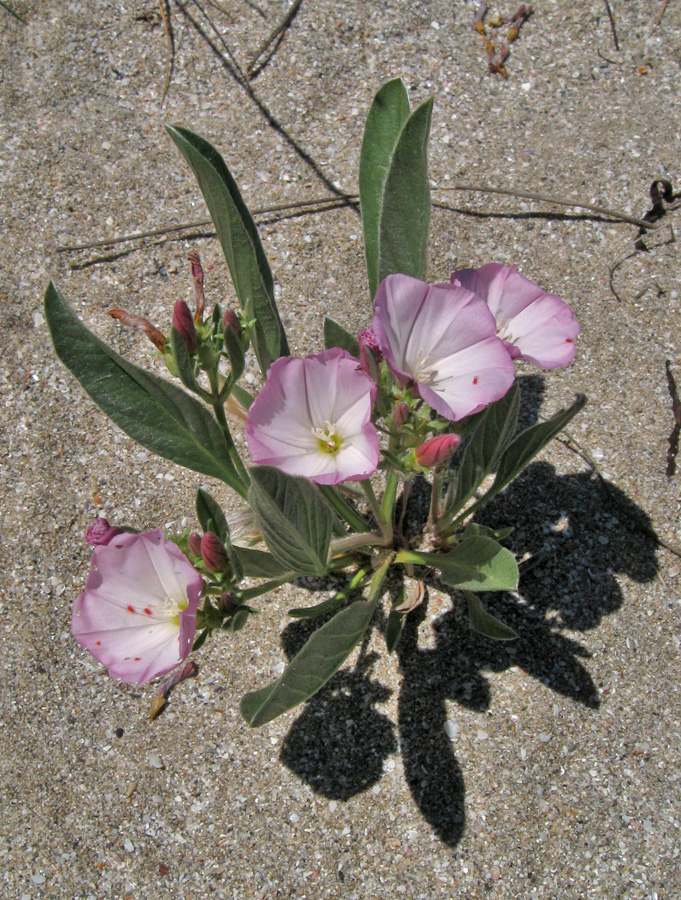 Image of Convolvulus lineatus specimen.