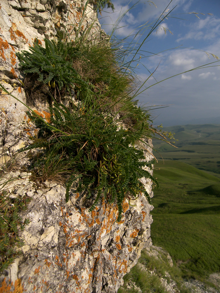 Image of Astragalus demetrii specimen.