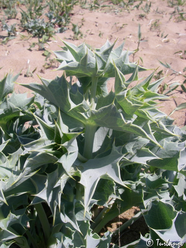 Image of Eryngium maritimum specimen.