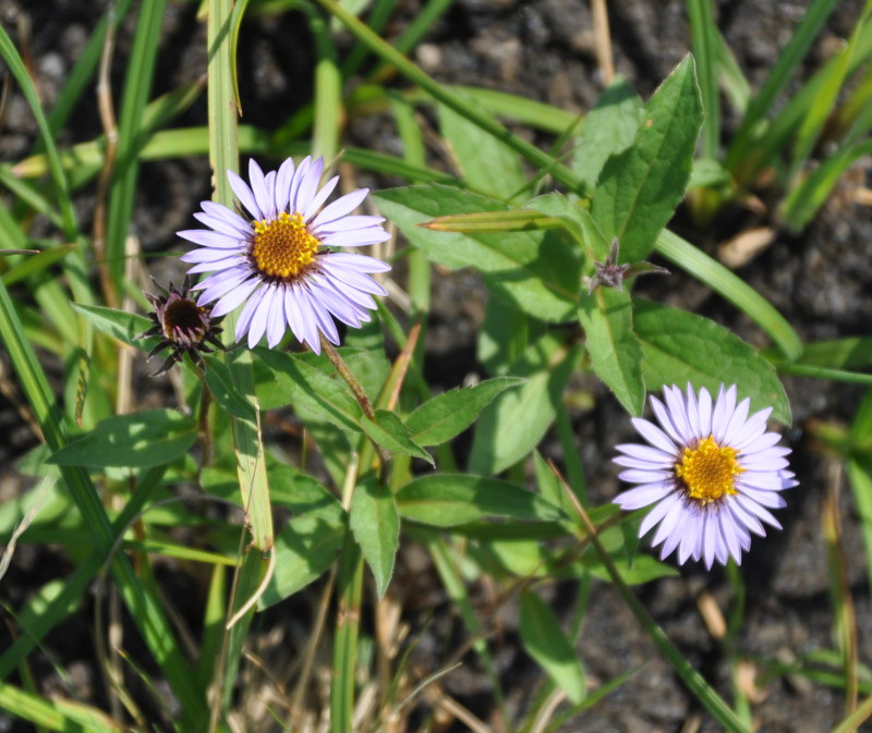 Image of Aster sibiricus specimen.