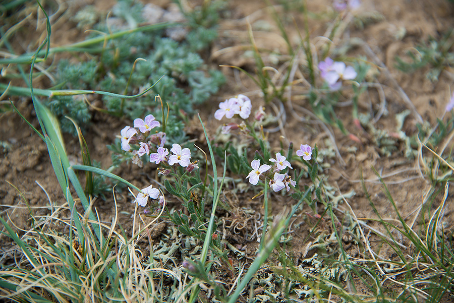 Изображение особи Dontostemon perennis.