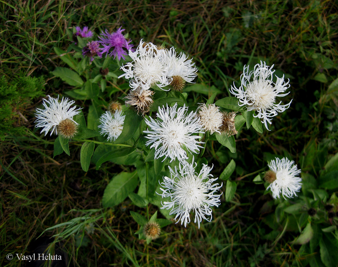 Image of Centaurea carpatica specimen.