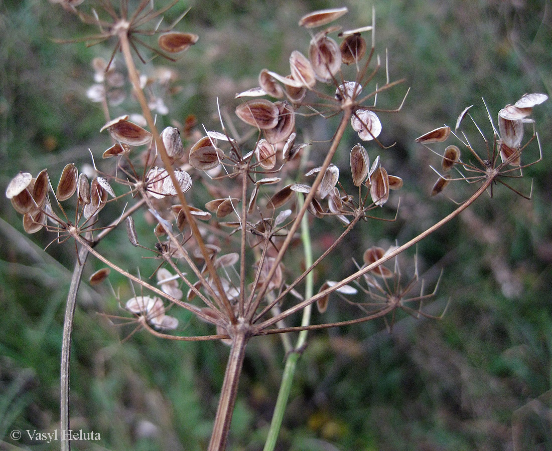 Изображение особи Pastinaca sylvestris.