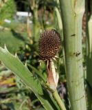 Eryngium pandanifolium