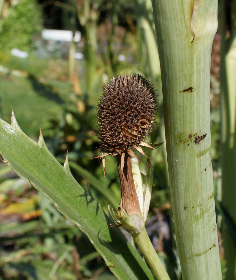 Image of Eryngium pandanifolium specimen.