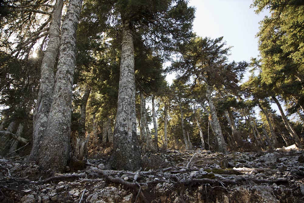 Image of Abies cephalonica specimen.