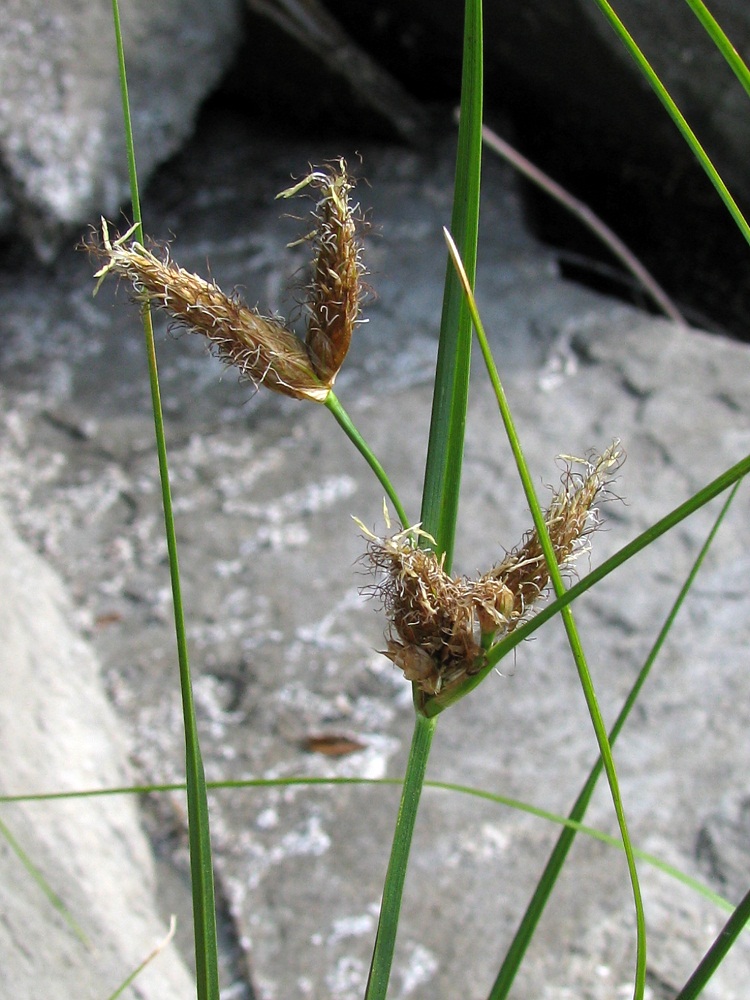 Image of Bolboschoenus maritimus specimen.