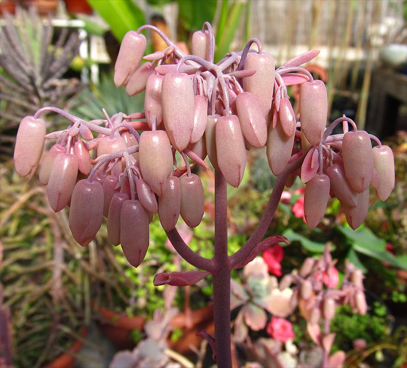 Image of Kalanchoe fedtschenkoi specimen.