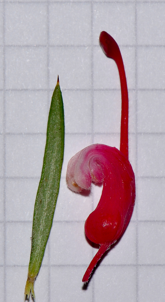 Image of Grevillea rosmarinifolia specimen.