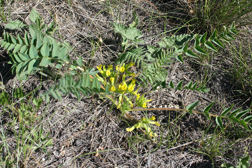 Image of Astragalus schanginianus specimen.