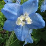 Delphinium × phoeniceum