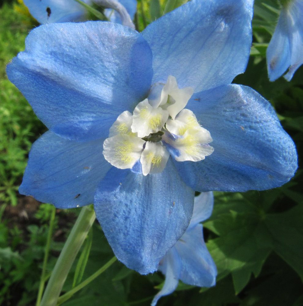 Image of Delphinium &times; phoeniceum specimen.