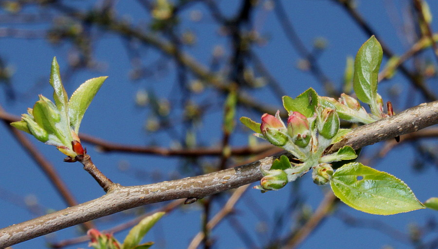 Image of Malus sylvestris specimen.