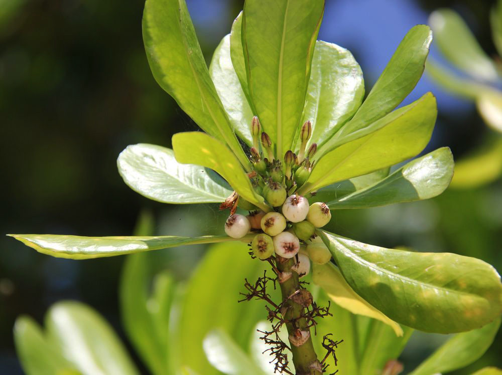 Image of Scaevola taccada specimen.