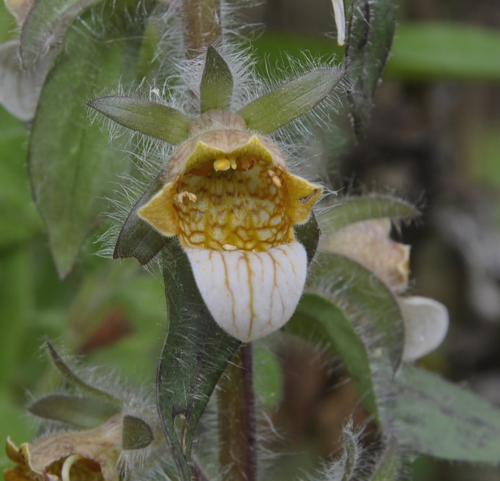 Image of Digitalis lanata specimen.