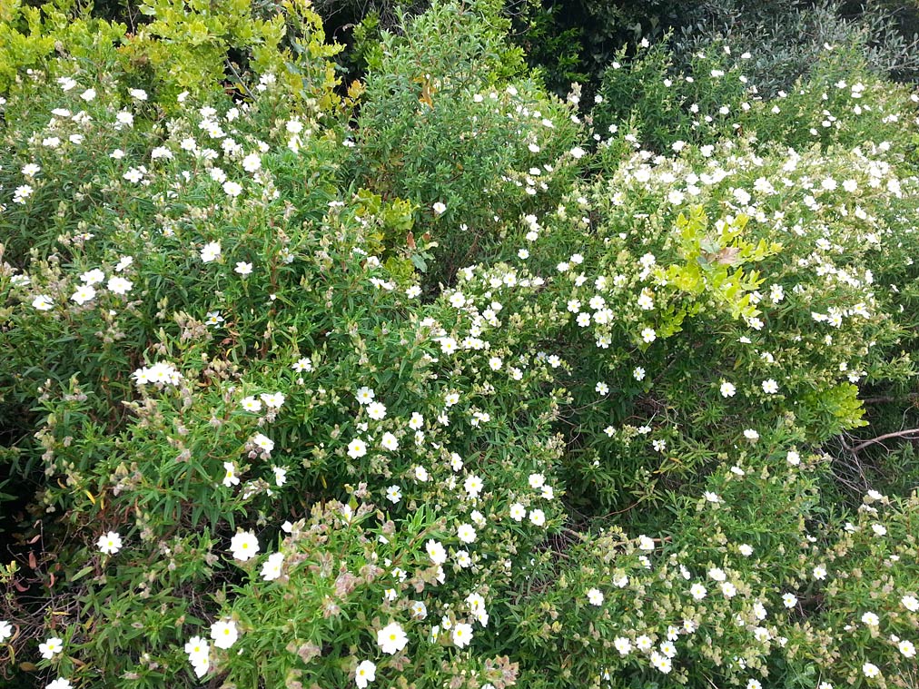 Изображение особи Cistus monspeliensis.