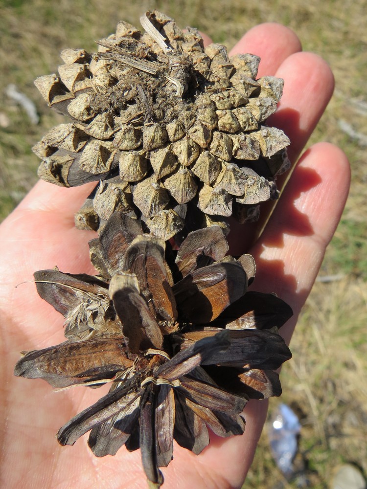 Image of Pinus sylvestris ssp. kulundensis specimen.