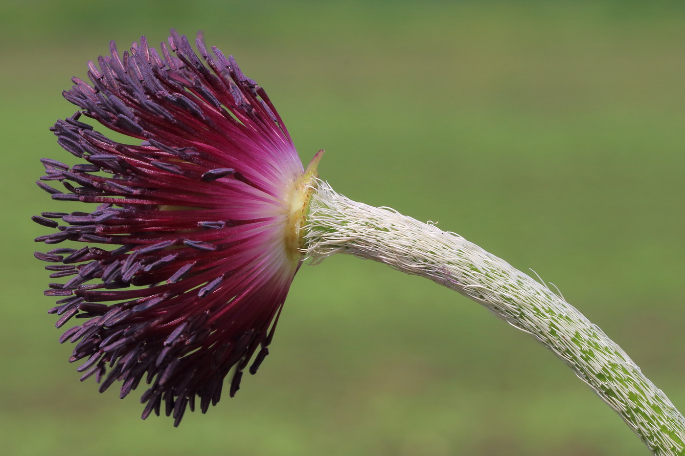 Image of Papaver orientale specimen.