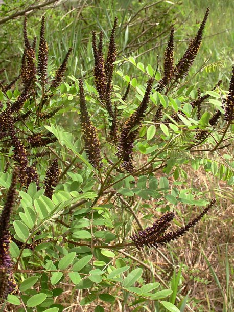 Изображение особи Amorpha fruticosa.