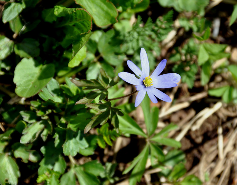 Image of Anemone caucasica specimen.