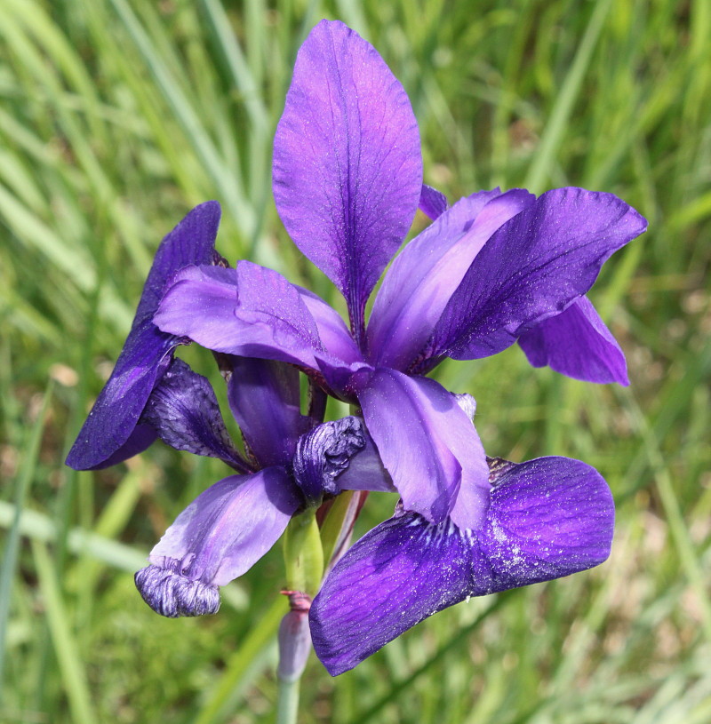 Изображение особи Iris sanguinea.