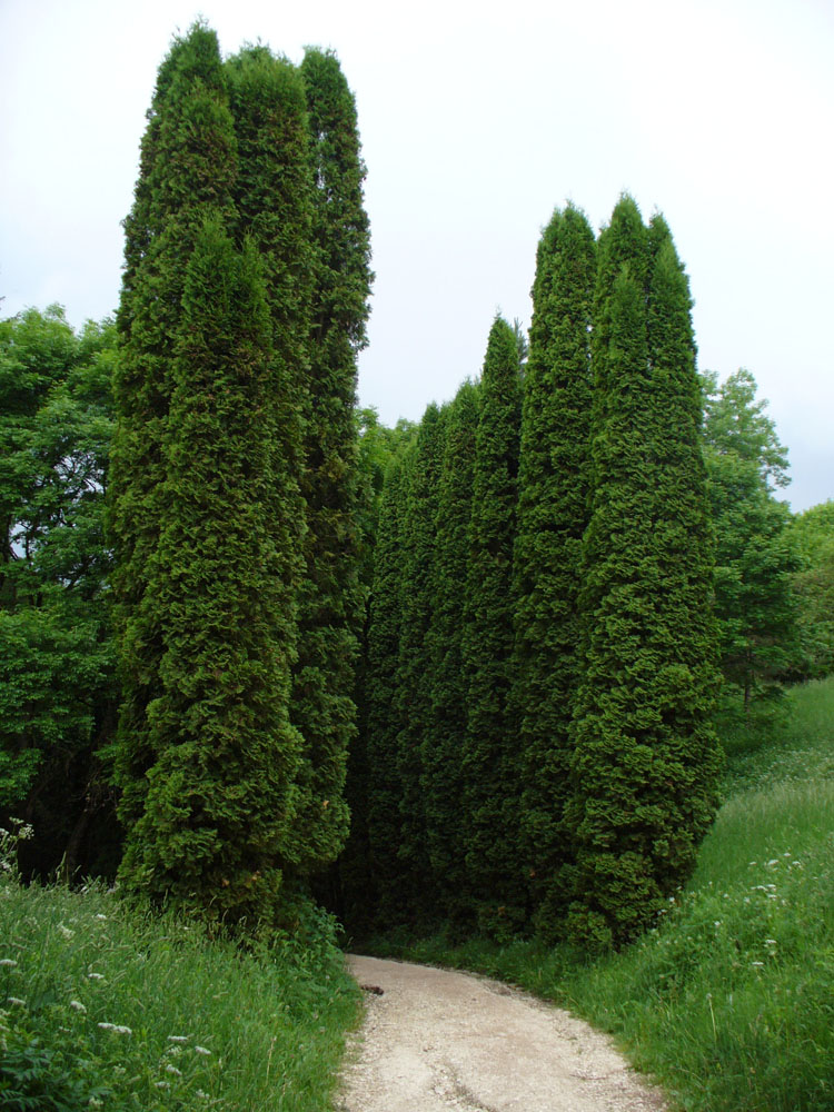 Image of Thuja occidentalis specimen.