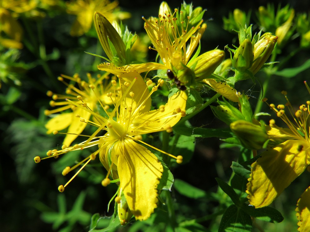 Image of Hypericum perforatum specimen.