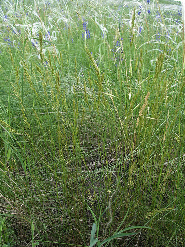 Image of Poa angustifolia specimen.