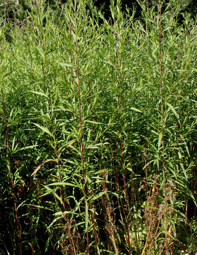 Image of Lythrum salicaria specimen.