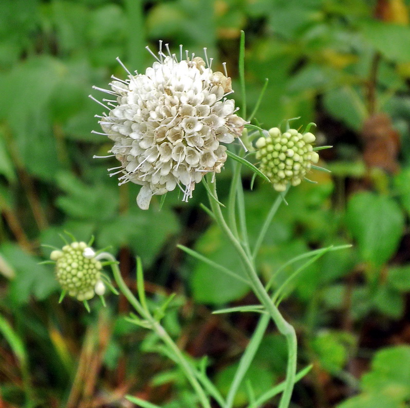 Image of Scabiosa ochroleuca specimen.