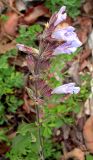 Смотреть изображение Salvia tomentosa