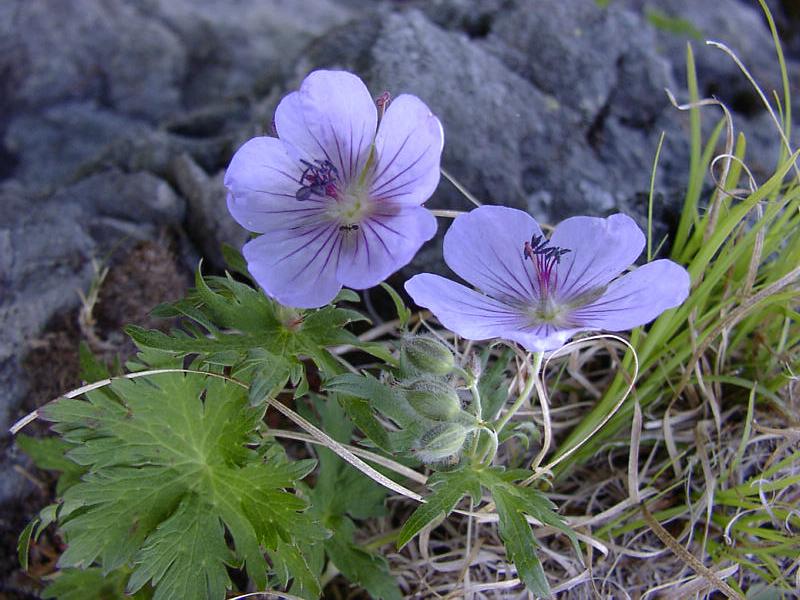 Image of Geranium erianthum specimen.