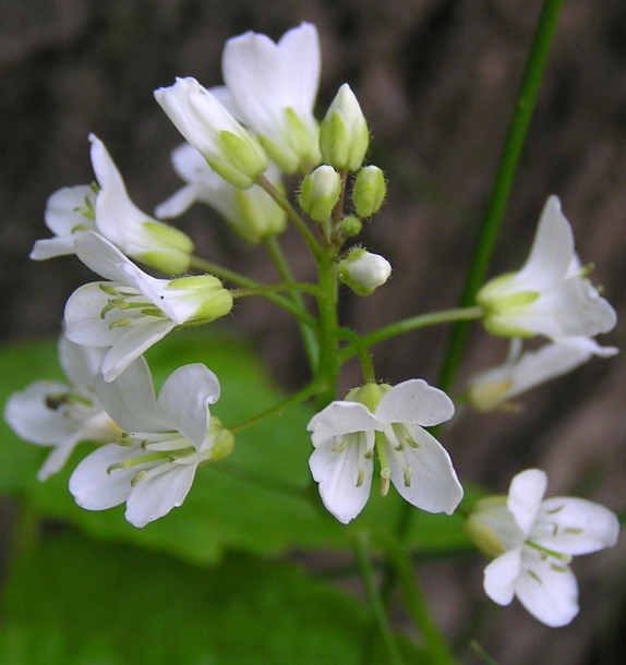 Изображение особи Cardamine leucantha.