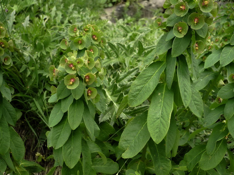 Изображение особи Euphorbia glaberrima.