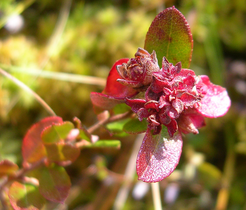 Image of Chamaedaphne calyculata specimen.