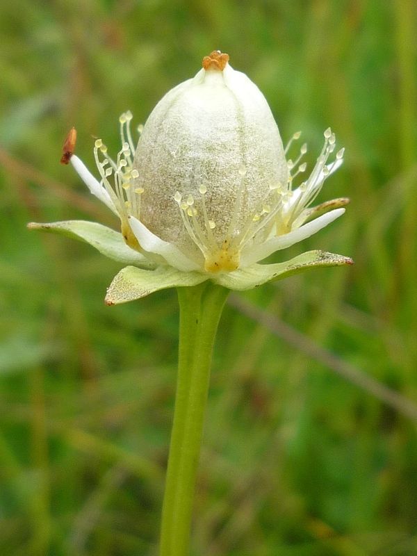 Image of Parnassia palustris specimen.