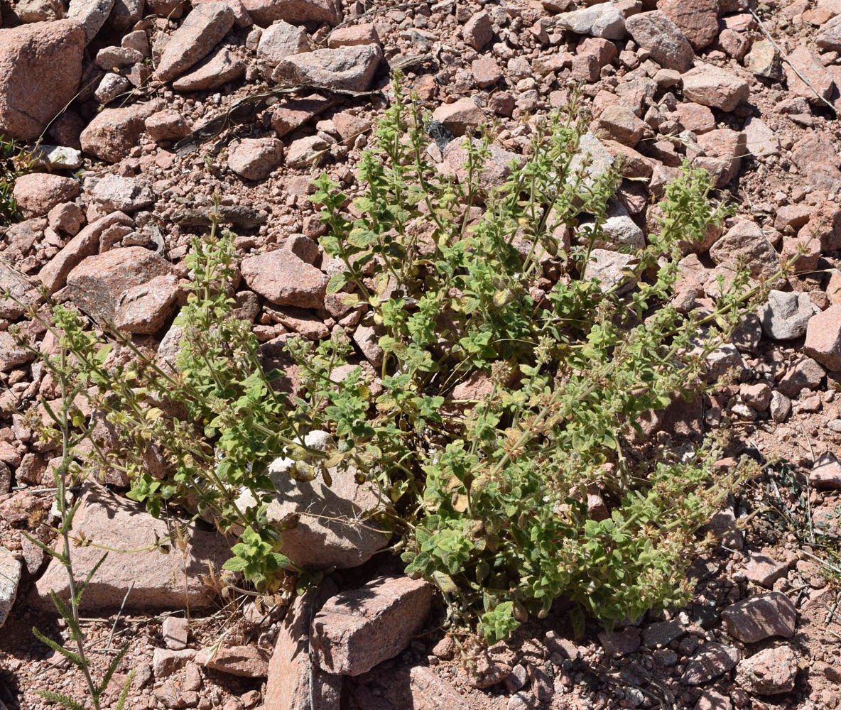 Изображение особи Stachys hissarica.