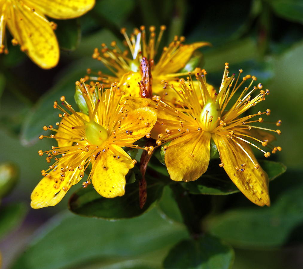 Изображение особи Hypericum maculatum.